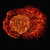 How Your Immune System Actually Works
