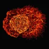How Your Immune System Works