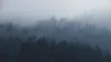 Fog in trees.
